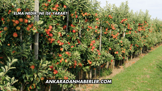 Elma Nedir, Ne İşe Yarar?