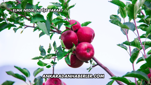 Elma Nedir, Ne İşe Yarar?