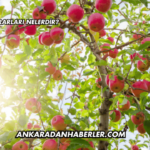 Elmanın Zararları Nelerdir?