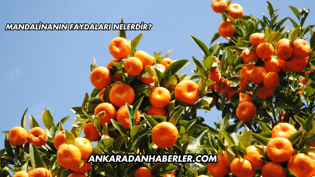 Mandalinanın Faydaları Nelerdir?