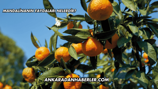 Mandalinanın Faydaları Nelerdir?