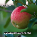 Rüyada Elma Görme