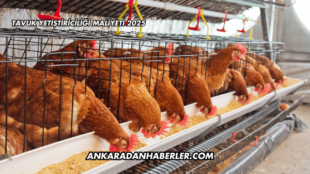 Tavuk Yetiştiriciliği Maliyeti 2025