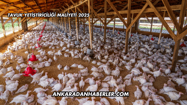 Tavuk Yetiştiriciliği Maliyeti 2025