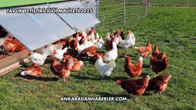 Tavuk Yetiştiriciliği Maliyeti 2025
