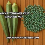 Bamya Tohumu Kilo Verdirir mi?